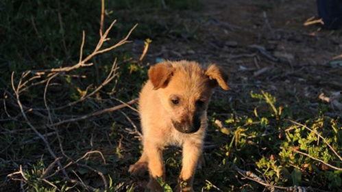 夜晚狗狗变成人形视频-第1张图片-草莓视频深夜