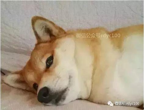 夜晚狗狗变成人形视频-第2张图片-草莓视频深夜