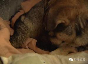 夜晚狗狗变成人形视频-第3张图片-草莓视频深夜