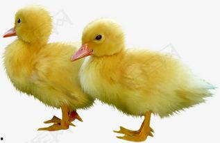 小鸭走路视频成人版,从蹒跚到稳健的可爱成长历程-第2张图片-草莓视频深夜 小鸭走路视频成人版,从蹒跚到稳健的可爱成长历程-第2张图片-草莓视频深夜