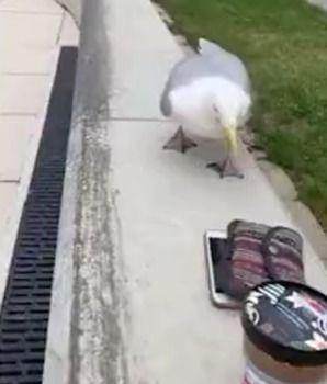 鸟变成人特效视频,从鸟儿到人类的神奇变身之旅-第3张图片-草莓视频深夜